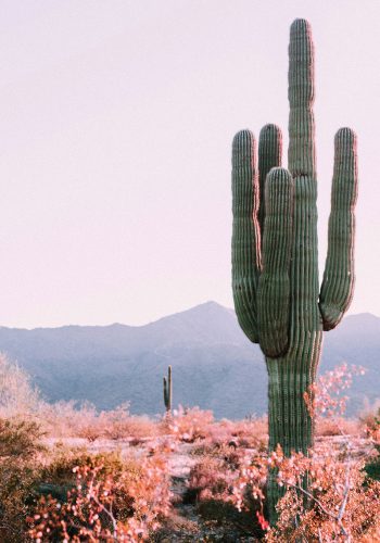 cactus-portrait-WP